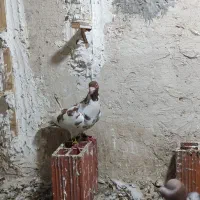 یک پلنگی سرخ نر قلدر غریب یک ساده مشکی افشون نر