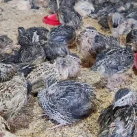 فروش بلدرچین گوشتی