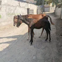 ۲راس کره نریان