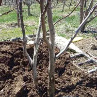 نهال گردو کاغذی ۵عدد