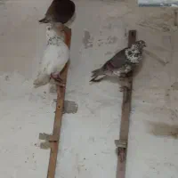 کبوتر تهرانی