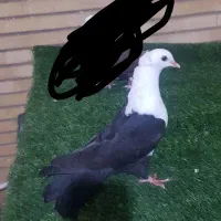کله سفیدسیاه