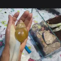 حلزون مولد