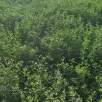 یونجه