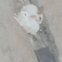 جفت خرگوش