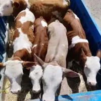 جنس خالص گوساله