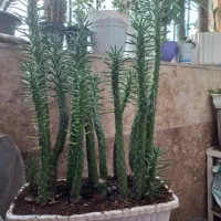 دو عدد گلدان کاکتوس