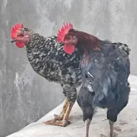 فروش خروس تازه بالغ شده