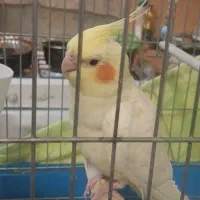 عروس هلندی با قفس