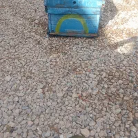 40عدد کندو عسل