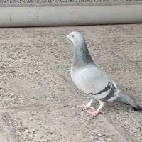 پلاکی نر|پرنده|نجفآباد, جوزدان|دیوار