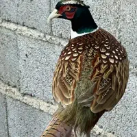 مرغ و خروس آمریکایی