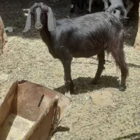 یه دونه بز