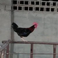 خروس عربی گمبوعه بزرگ