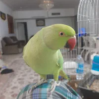 طوطی سخنگو