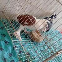 کفتر|پرنده|تربت‌حیدریه, داروپخش|دیوار