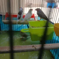 فنچ