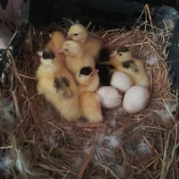 جوجه اردک اسرائیلی سه روزه