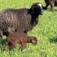 میش بره دار