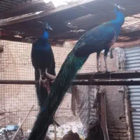 طاووس و مرغ و خروس ابریشمی