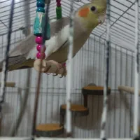 عروس هلندی
