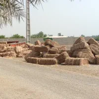علوفه دام