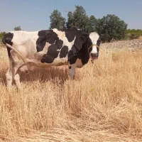 گاو هلشتاین شیری