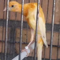 قناری ماده پرتقالی