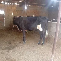 گوساله نر