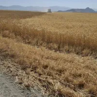 کاه