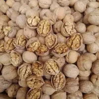 گردو خارجی تازه ترخیص