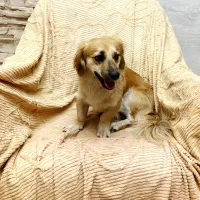 سگ گلدن اشپیتز