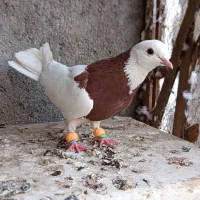 کفتر طوقی