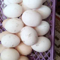 تخم مرغ محلی