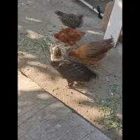 مرغ وخروس