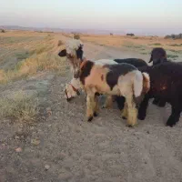 بره نرچاق نذری