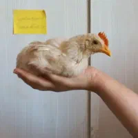 جوجه خروس