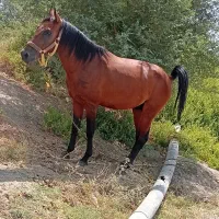 اسب نریان نژاد عرب کرد