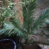 سیکاس|گل و گیاه طبیعی|رشت, کوی مهر|دیوار