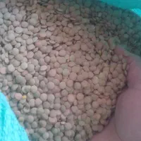 فروش حبوبات