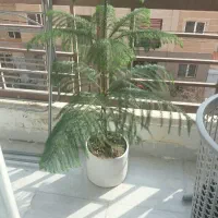 گلدون درختچه کاج