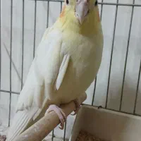 عروس هلندی ماده