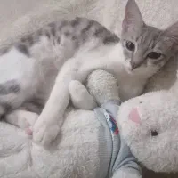 واگذاری 2تا بچه گربه