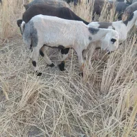 بره عید قربان چاق درجه یک