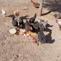 مرغ بومی
