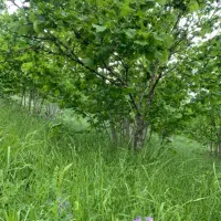 اجاره‌ باغ فندق