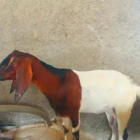 بز دورگه ماده یک شکم زاییده