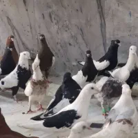 ۱۰۰ کبوتر تازه رسید خوزستان