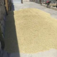 فروش جو درجه یک دیم.