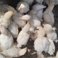 فروش جوجه گوشتی